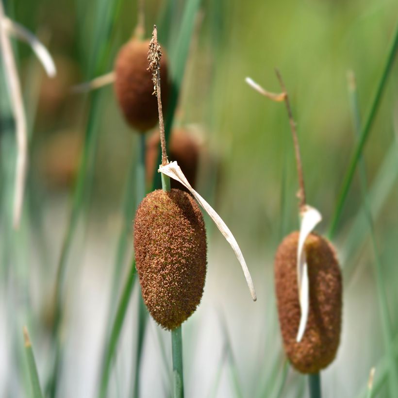 Pikkuosmankäämi - Typha minima (Kukinta)