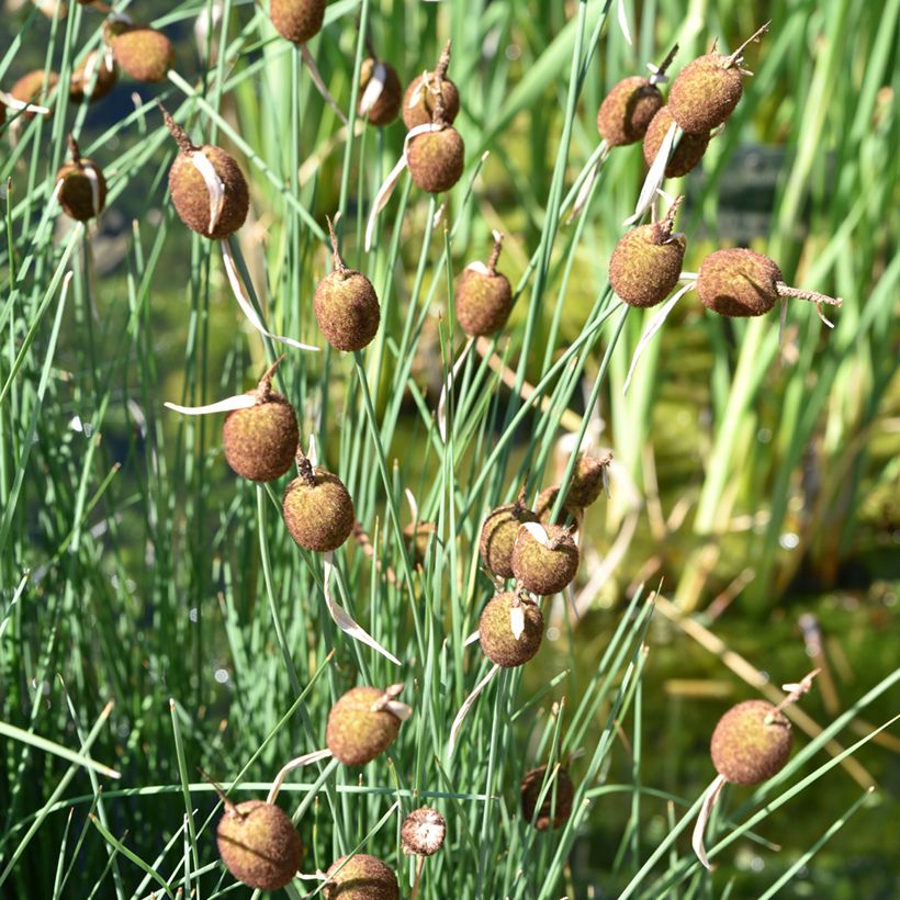 Pikkuosmankäämi - Typha minima (Kasvutapa)