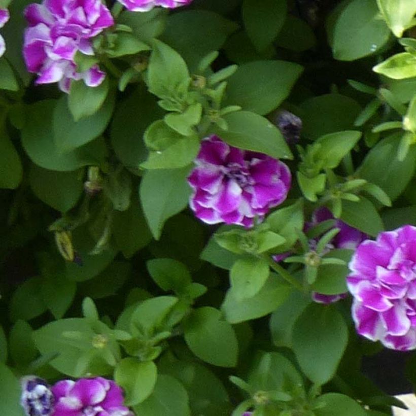 Tarhapetunia Amarena Twist (Lehvistö)