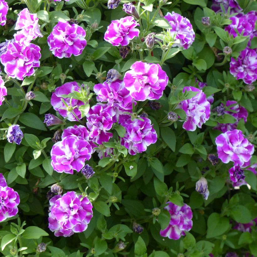 Tarhapetunia Amarena Twist (Kukinta)