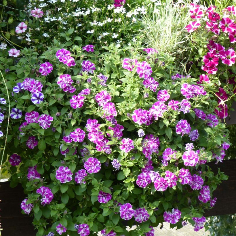 Tarhapetunia Amarena Twist (Kasvutapa)
