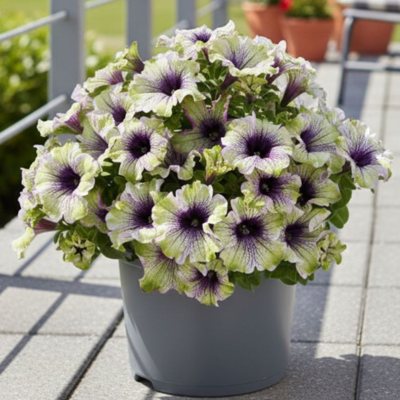 Petunia hybrida Amazonas Plum Cockatoo (Kasvutapa)