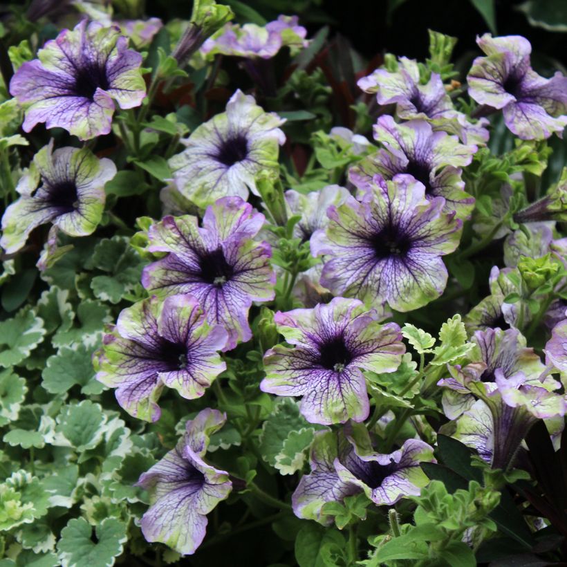 Petunia hybrida Amazonas Plum Cockatoo (Kukinta)