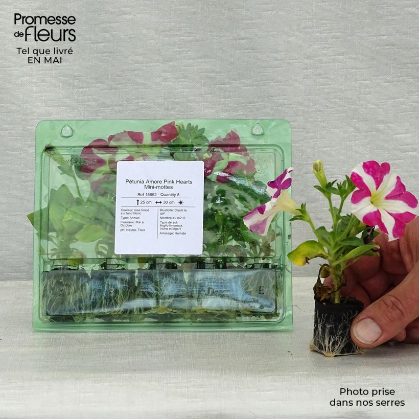 Esimerkki keväällä toimitetusta Tarhapetunia Amore Pink Hearts Mini-motte Ø 3/4 cm-taimesta