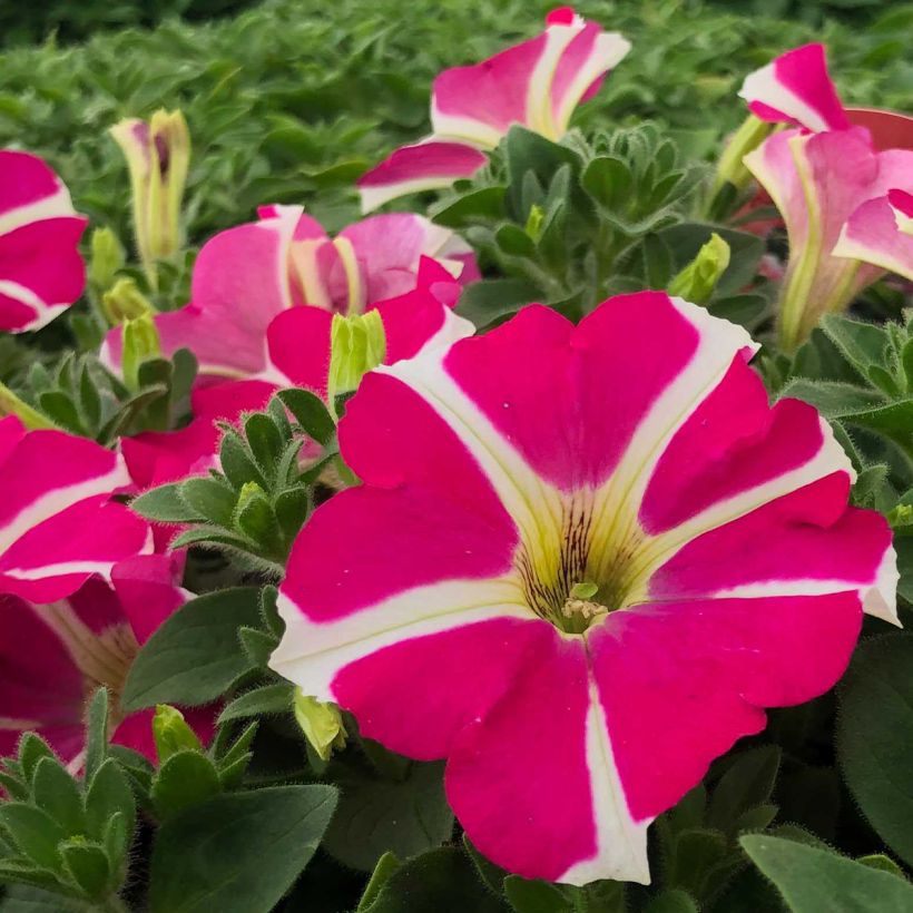 Tarhapetunia Amore Pink Hearts (Kukinta)