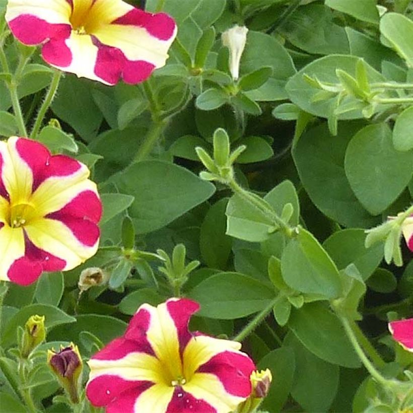 Tarhapetunia Amore Queen of Hearts (Lehvistö)