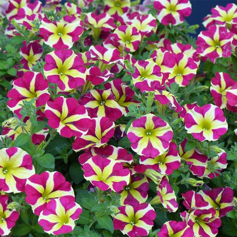 Tarhapetunia Amore Queen of Hearts (Kukinta)