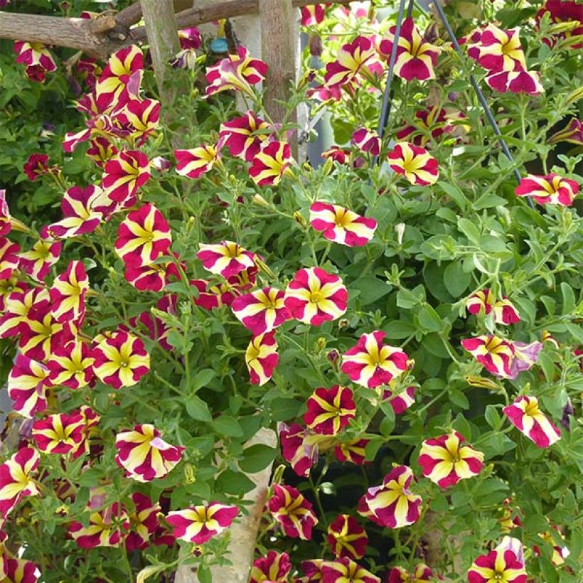Tarhapetunia Amore Queen of Hearts (Kasvutapa)