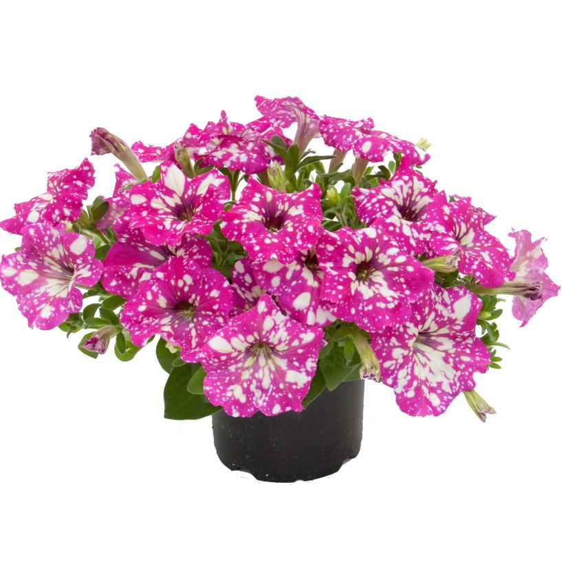 Tarhapetunia Royal Sky (Kasvutapa)