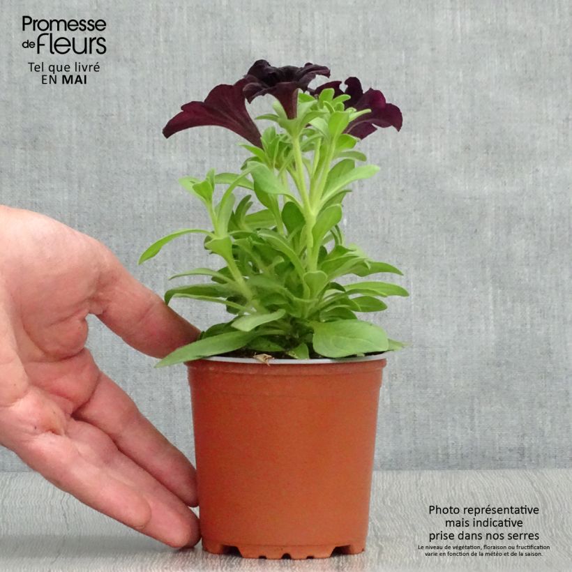 Esimerkki keväällä toimitetusta Tarhapetunia Black Ray Godet de 8/9 cm-taimesta
