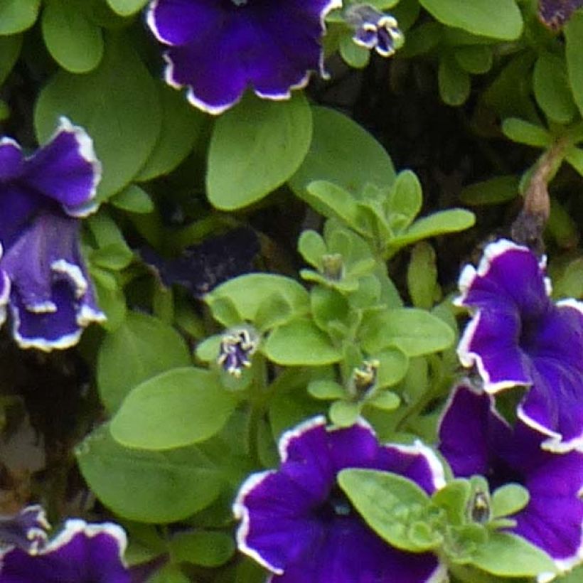 Tarhapetunia Picotee Blue (Lehvistö)