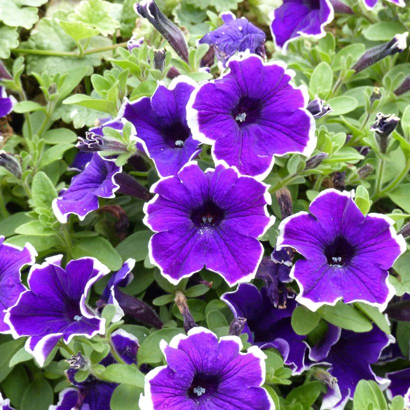 Tarhapetunia Picotee Blue (Kukinta)