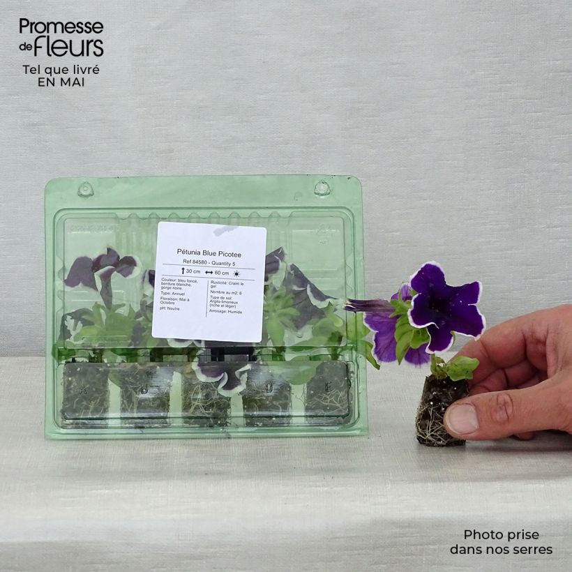 Esimerkki keväällä toimitetusta Tarhapetunia Picotee Blue Mini-motte Ø 1,5/2,5 cm-taimesta