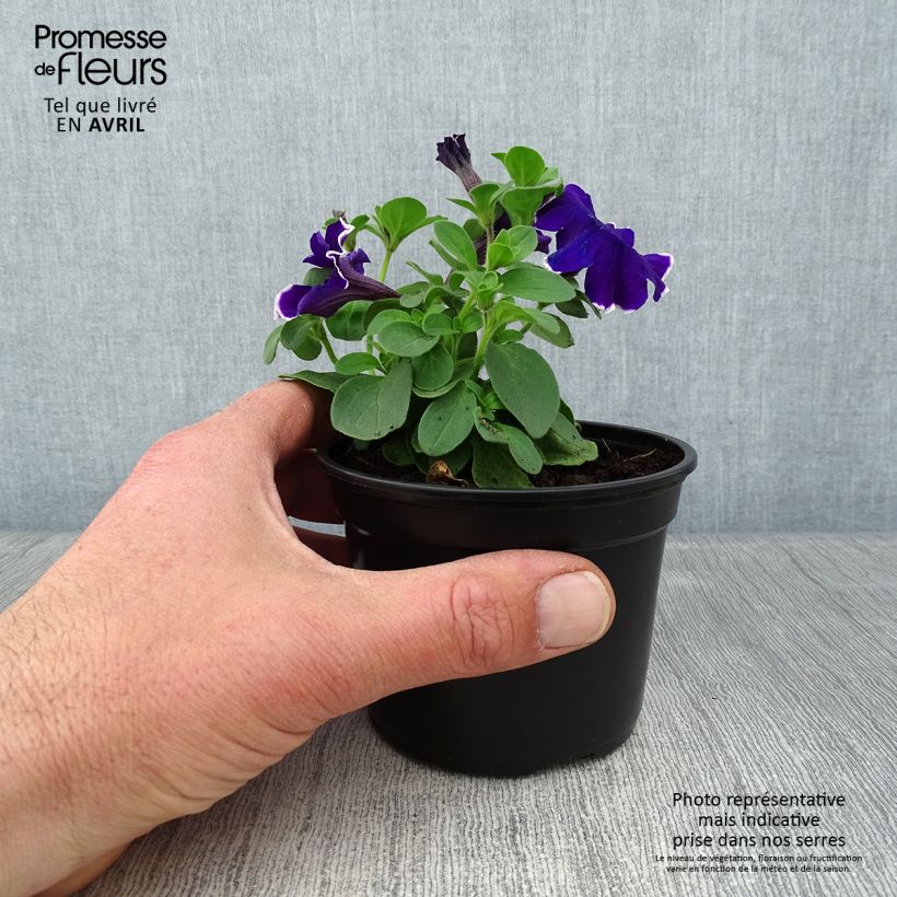 Esimerkki keväällä toimitetusta Tarhapetunia Picotee Blue Godet de 8/9 cm-taimesta