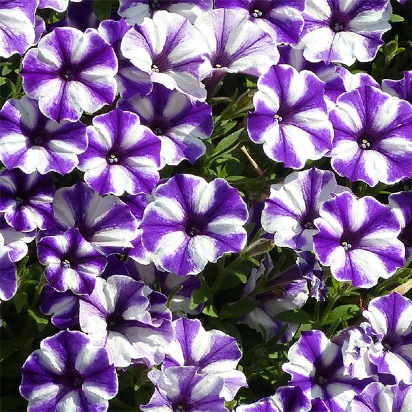 Tarhapetunia Bluberry Star (Flowering)