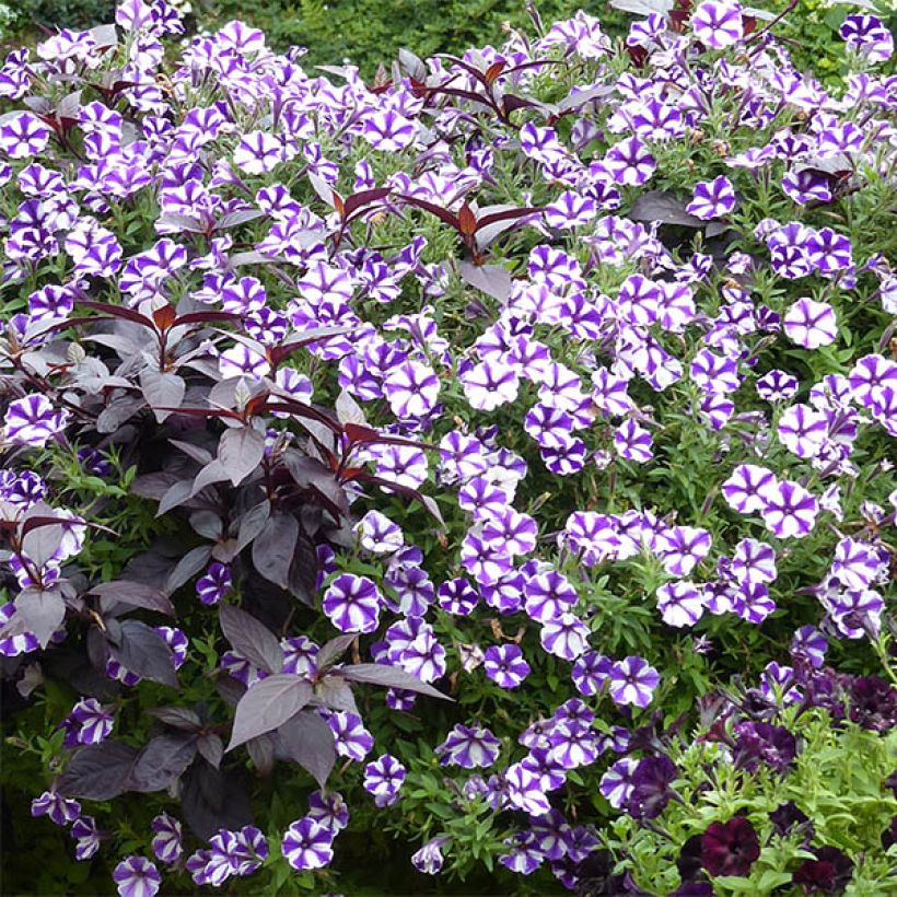Tarhapetunia Bluberry Star (Plant habit)