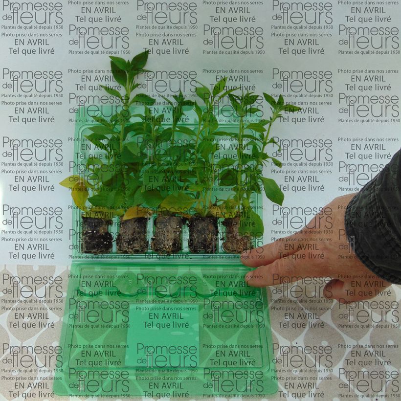 Example of Tarhapetunia Bluberry Star Mini-motte Ø 3/4 cm as you get