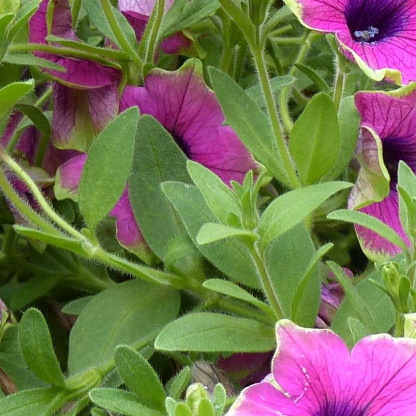 Tarhapetunia Designer Buzz Purple (Lehvistö)