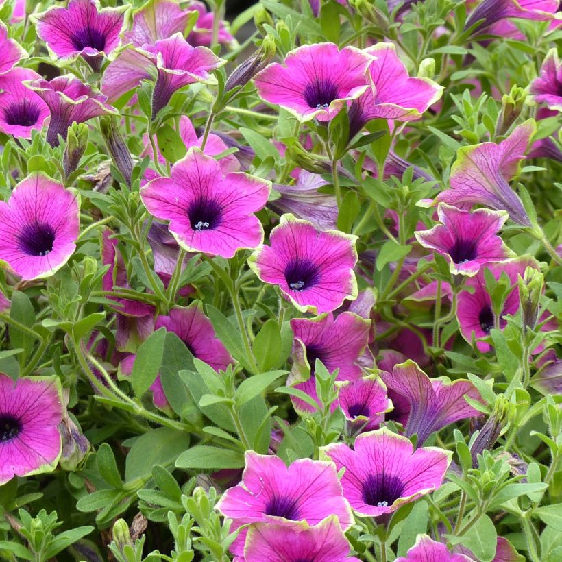 Tarhapetunia Designer Buzz Purple (Kukinta)