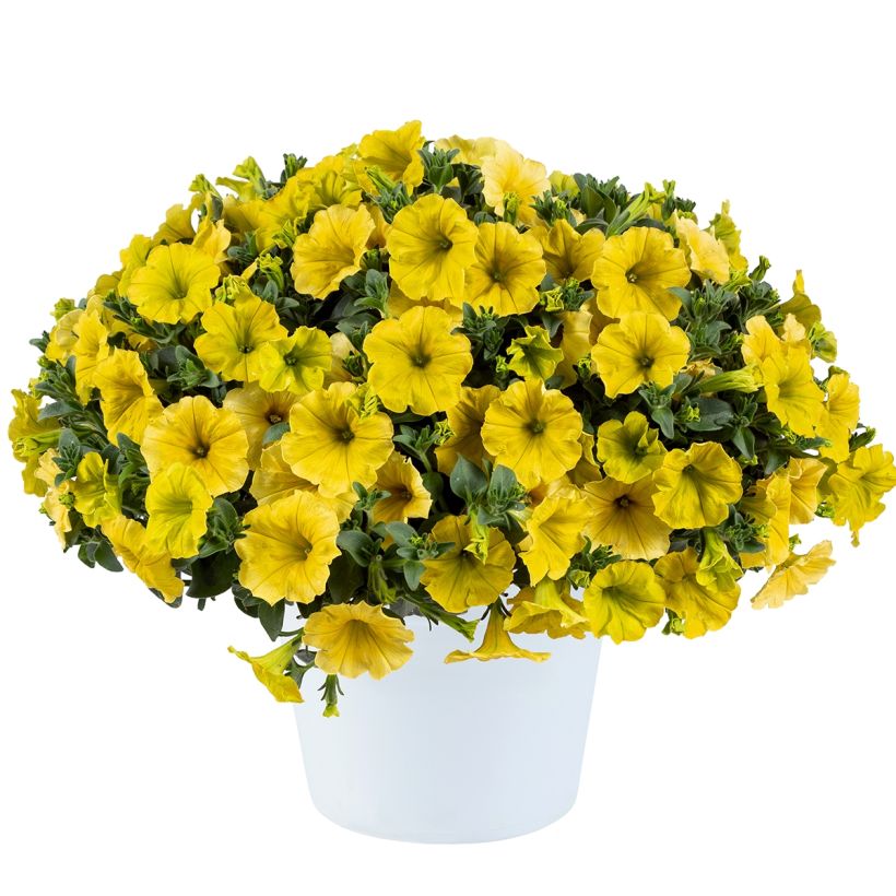 Tarhapetunia Capella Hello Yellow (Kasvutapa)
