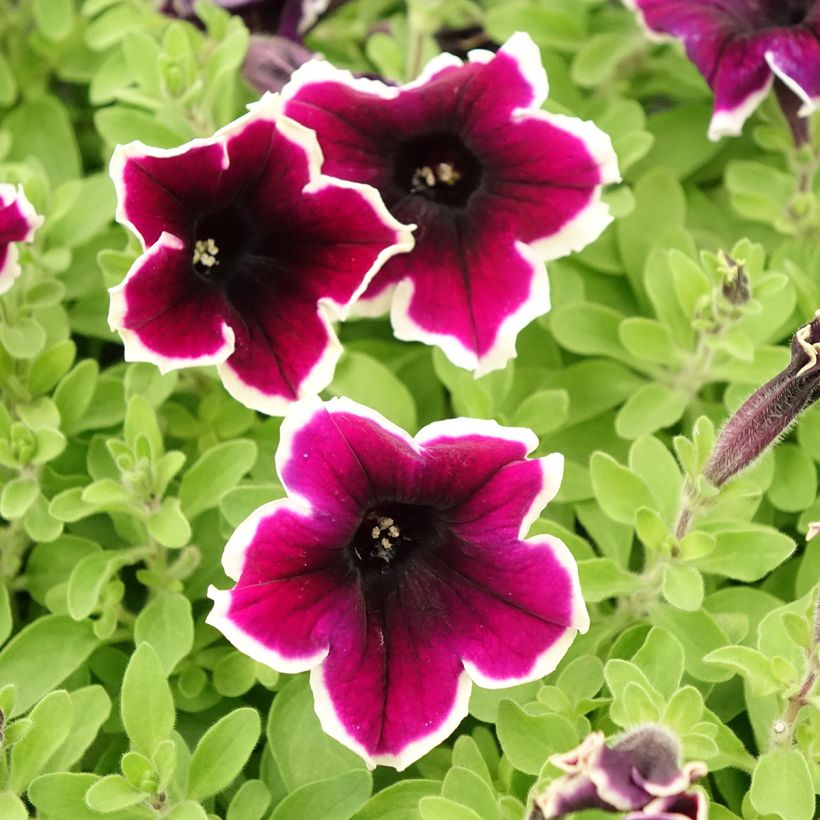 Tarhapetunia Cardinal Rim (Kukinta)