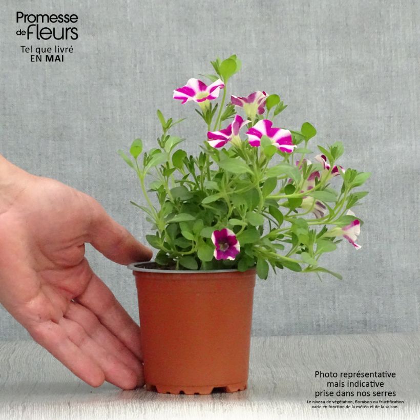 Esimerkki keväällä toimitetusta Tarhapetunia Bicolor Cabernet Godet de 8/9 cm-taimesta