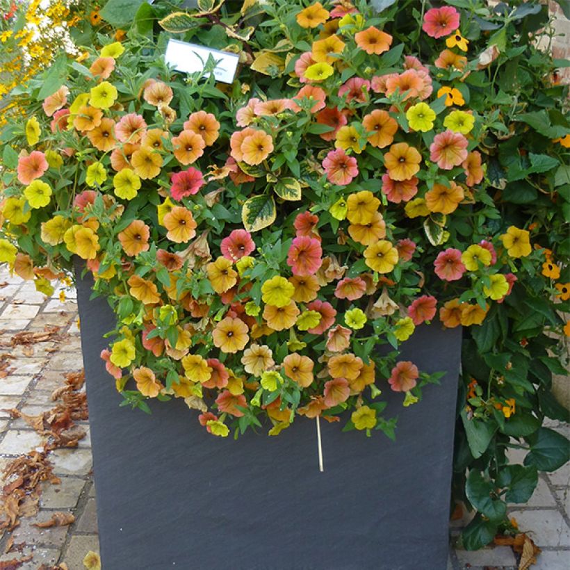 Tarhapetunia Cascadia Indian Summer (Kasvutapa)