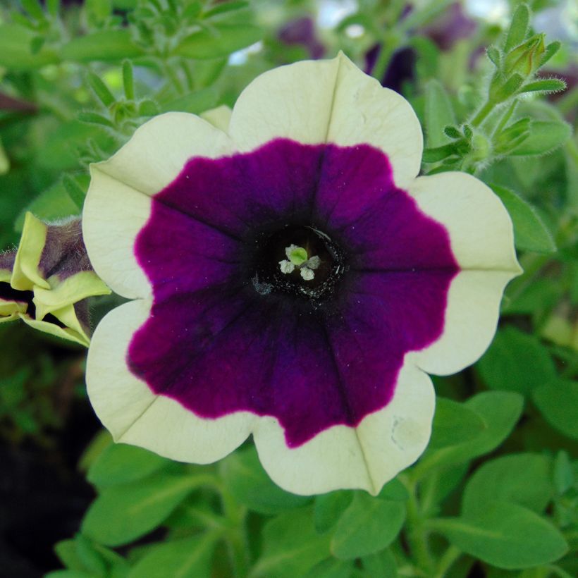 Tarhapetunia Cascadias Rim Magenta (Kukinta)
