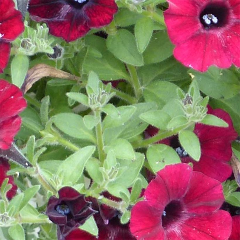Tarhapetunia Chocolina (Lehvistö)