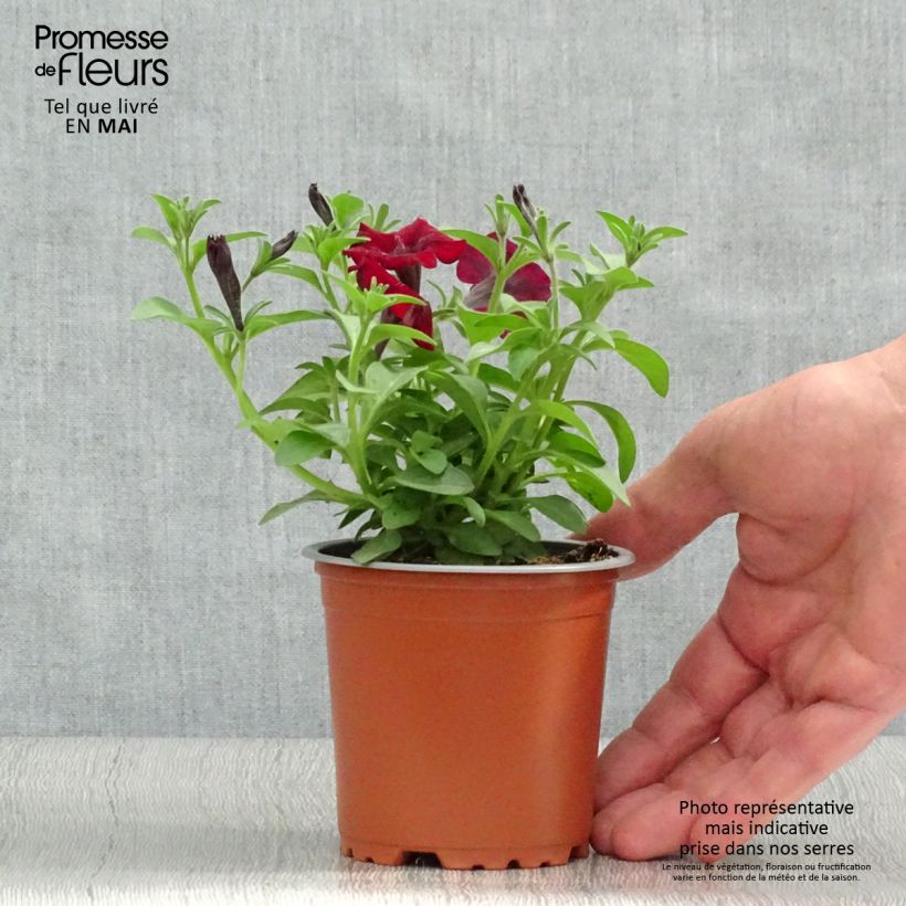 Esimerkki keväällä toimitetusta Tarhapetunia Chocolina Godet de 8/9 cm-taimesta