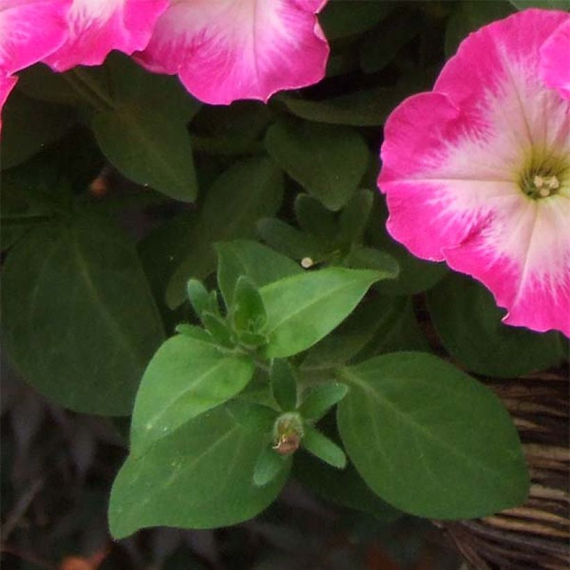 Tarhapetunia Corona Rose Rim (Lehvistö)