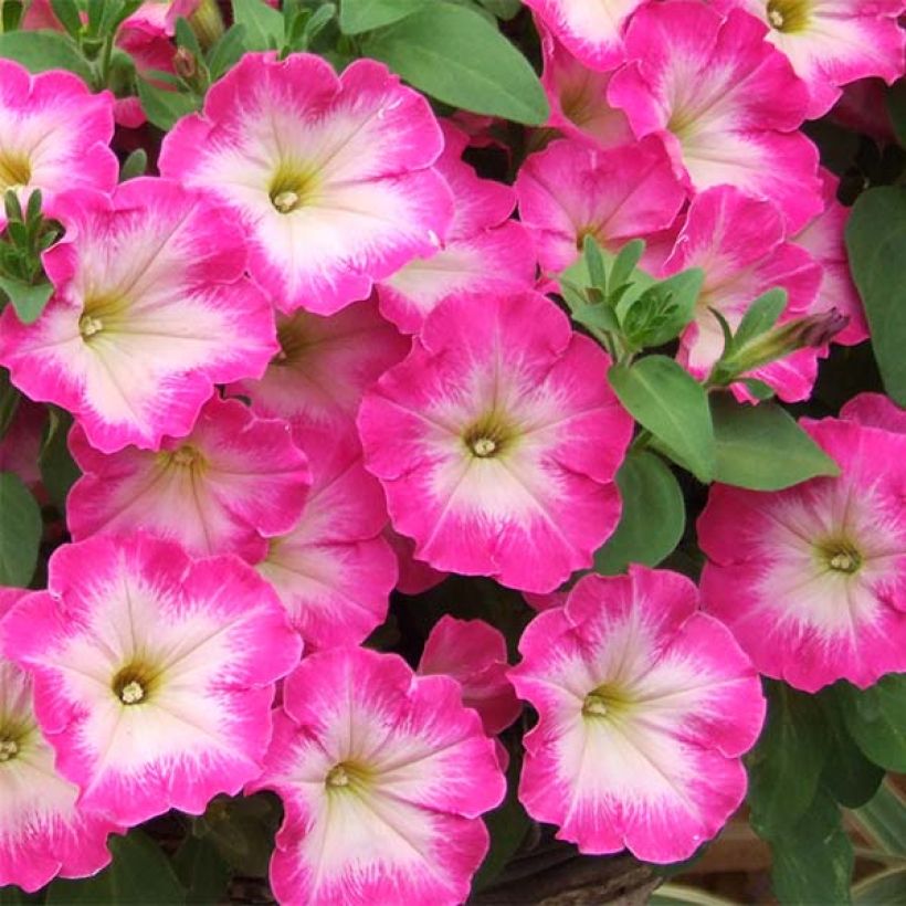 Tarhapetunia Corona Rose Rim (Kukinta)