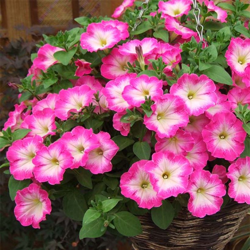 Tarhapetunia Corona Rose Rim (Kasvutapa)