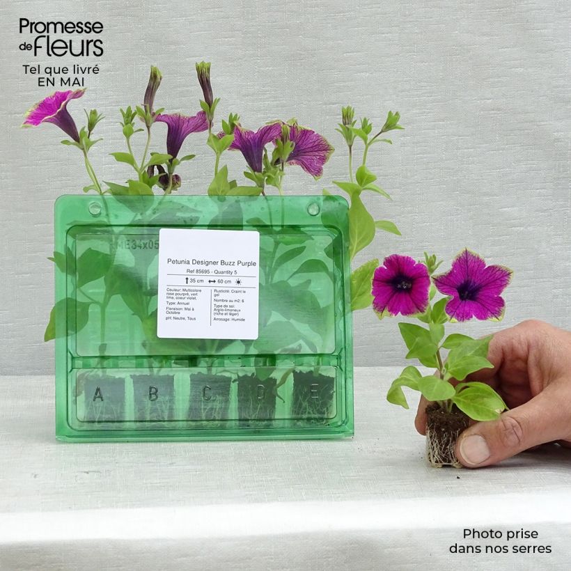 Esimerkki keväällä toimitetusta Tarhapetunia Designer Buzz Purple Minipaakku Ø 1,5/2,5 cm-taimesta
