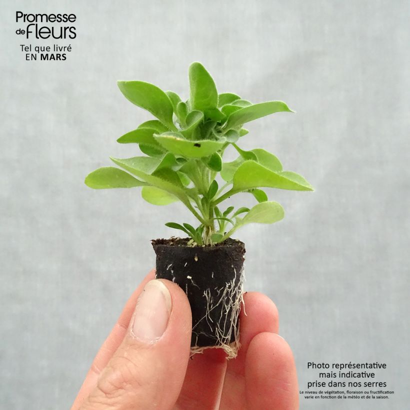 Esimerkki keväällä toimitetusta Tarhapetunia Designer Cappuccino Mini-motte Ø 3/4 cm-taimesta