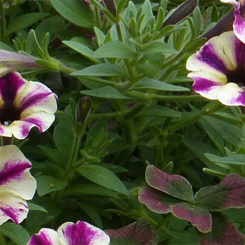 Tarhapetunia Dreamstar (Lehvistö)