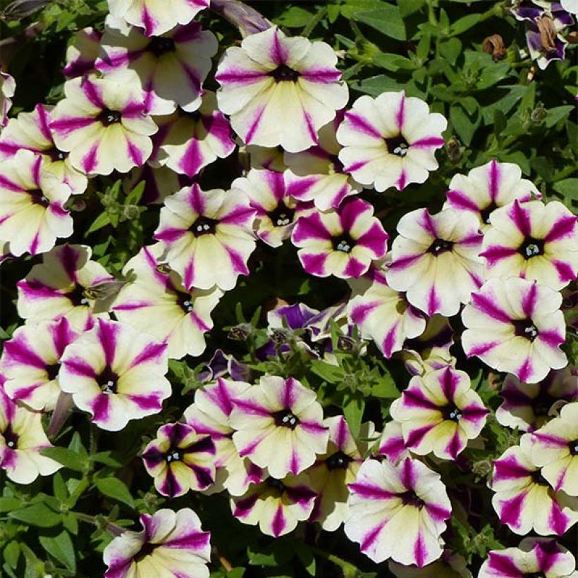 Tarhapetunia Dreamstar (Kukinta)