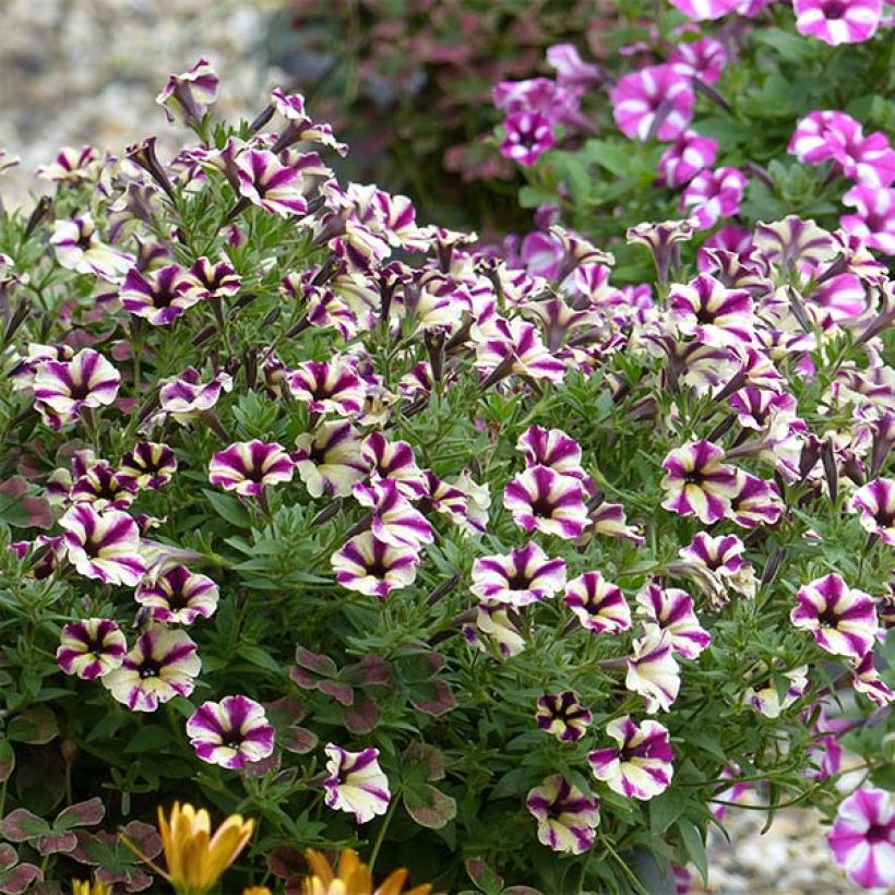 Tarhapetunia Dreamstar (Kasvutapa)