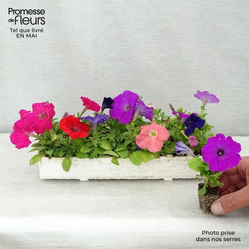 Esimerkki keväällä toimitetusta Tarhapetunia Mambo Mix Jardimotte : motte 3,8 cm x 3,2 cm en plaque de culture par 16-taimesta