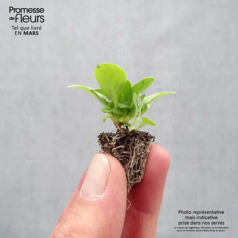 Esimerkki keväällä toimitetusta Tarhapetunia Mambo Mix Minimotte : motte 2,2 cm x 2 cm en plaque de culture par 35-taimesta