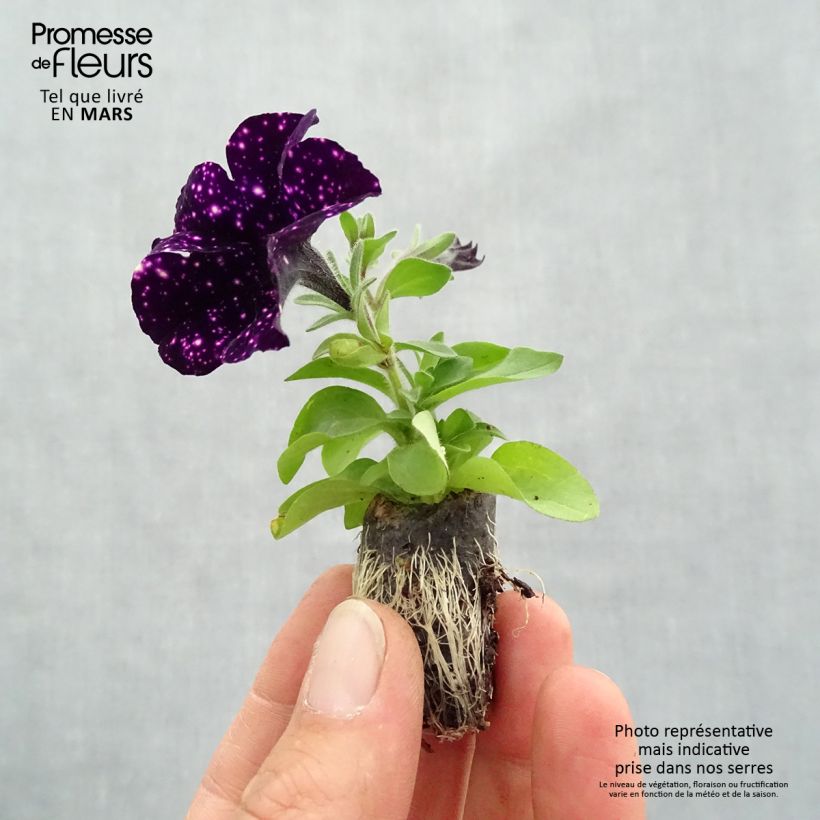 Esimerkki keväällä toimitetusta Tarhapetunia Mystery Sky Mini-motte Ø 1,5/2,5 cm-taimesta