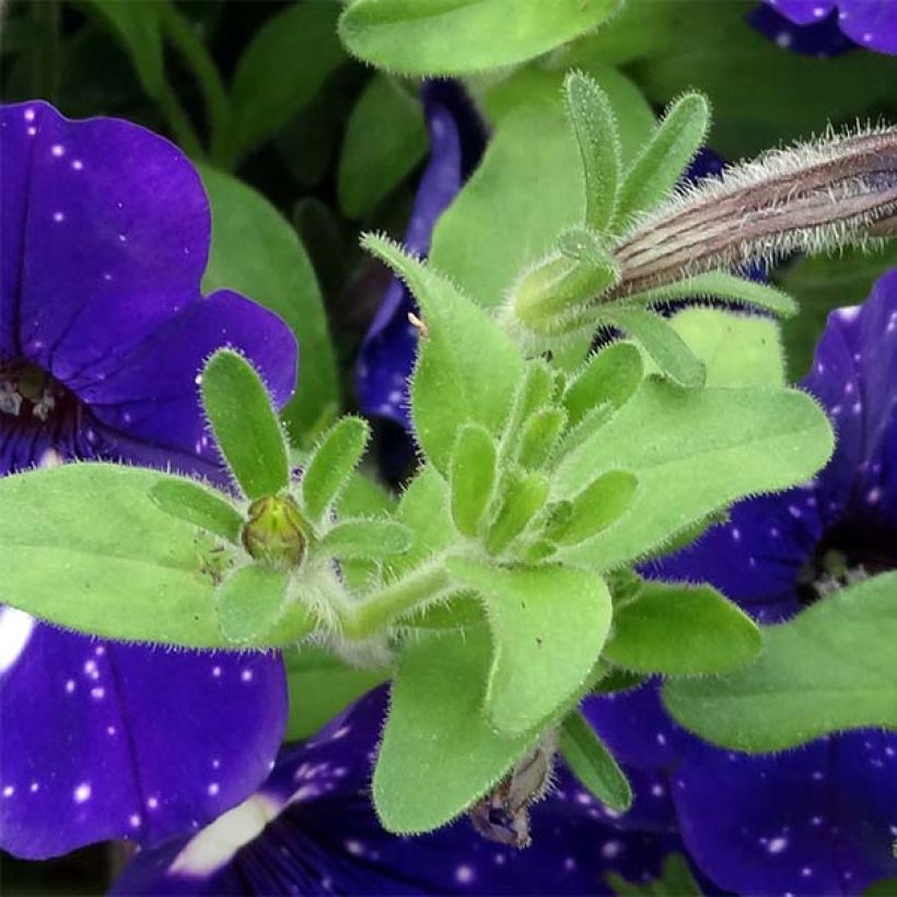 Tarhapetunia Night Sky (Lehvistö)