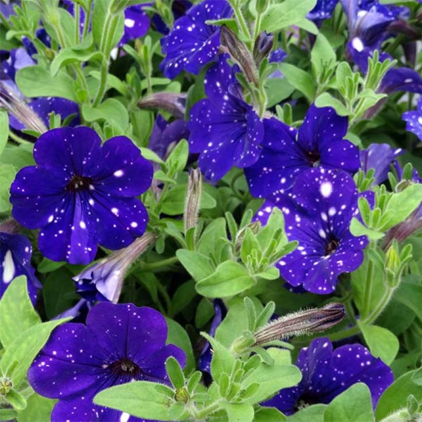 Tarhapetunia Night Sky (Kukinta)