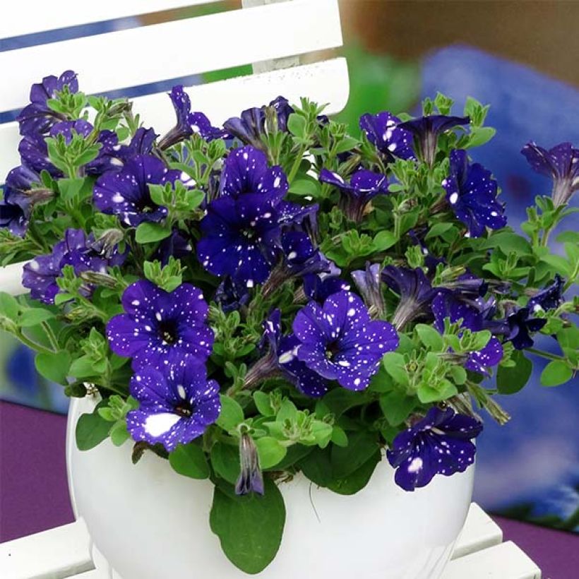 Tarhapetunia Night Sky (Kasvutapa)