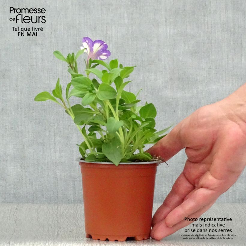 Esimerkki keväällä toimitetusta Tarhapetunia Night Sky Pot de 10 cm/11cm-taimesta