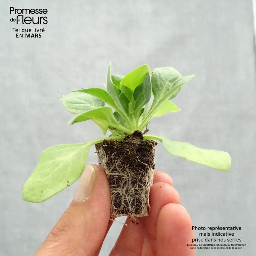 Esimerkki keväällä toimitetusta Tarhapetunia Parure Mix Jardimotte : motte 3,8 cm x 3,2 cm en plaque de culture par 16-taimesta