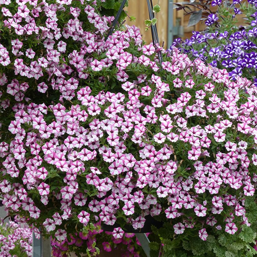 Tarhapetunia Pink Star (Kukinta)