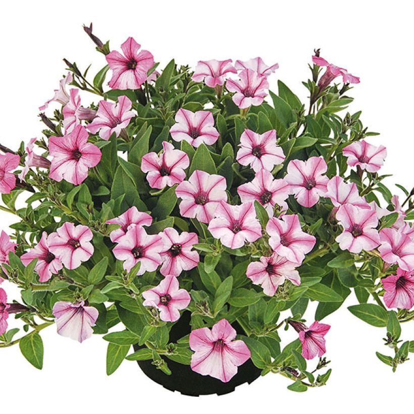 Tarhapetunia Pink Star (Kasvutapa)