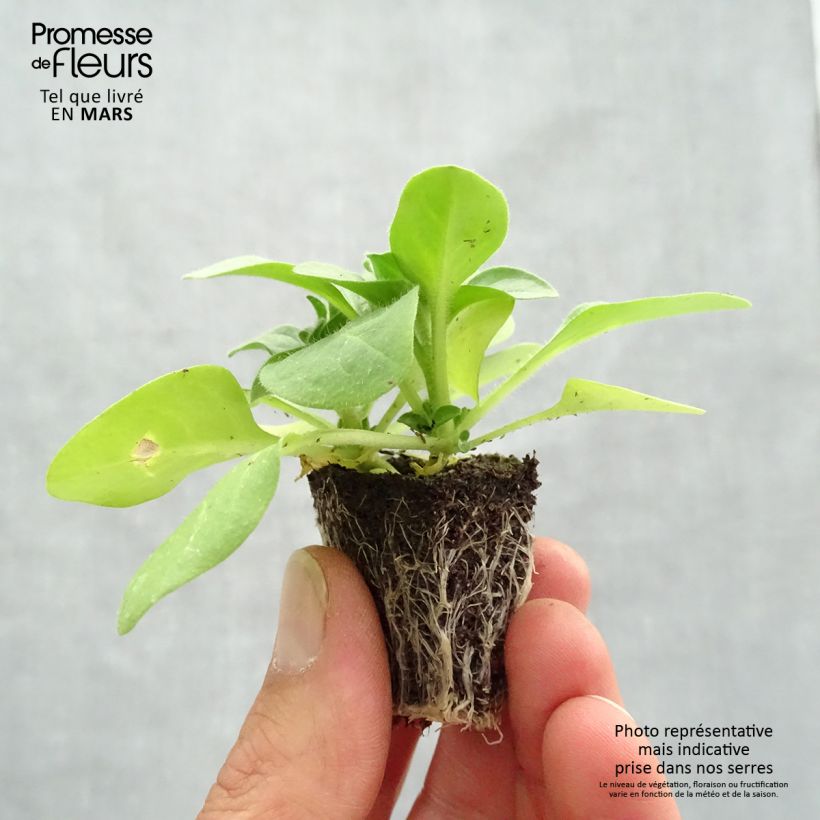 Esimerkki keväällä toimitetusta Tarhapetunia Pirouette Jardimotte : motte 3,8 cm x 3,2 cm en plaque de culture par 16-taimesta