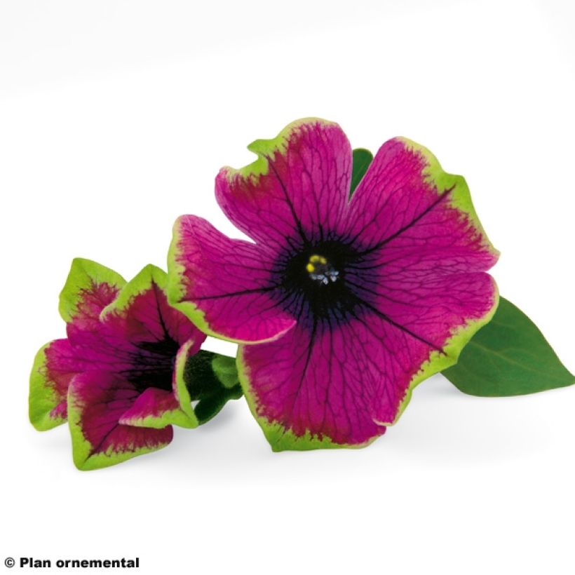 Tarhapetunia Pretty Much Picasso (Kukinta)